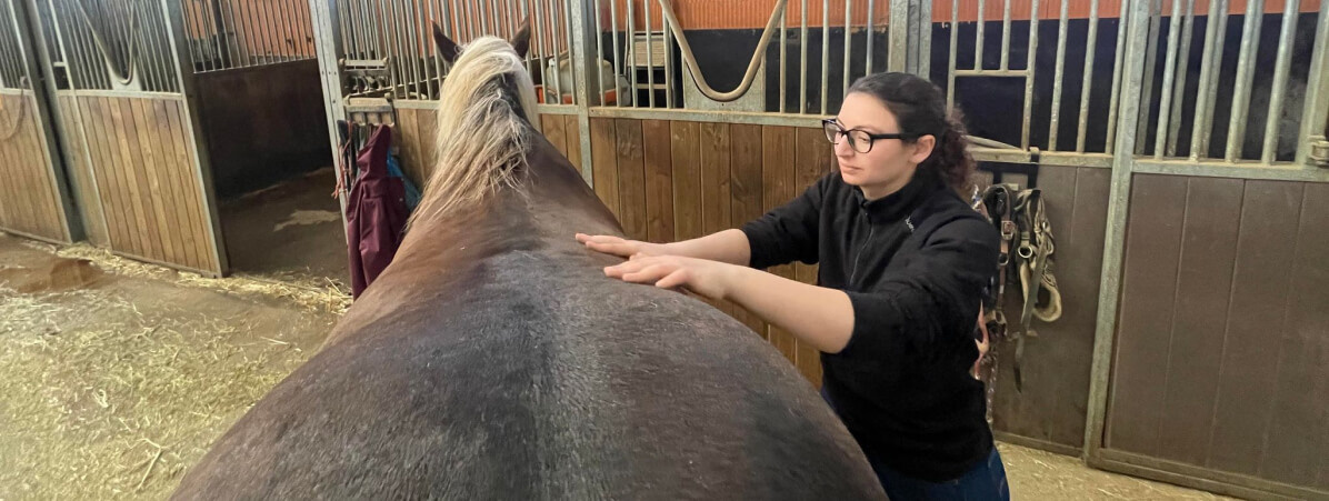 Tu veux savoir si le shiatsu est fait pour ton cheval ? On en discute