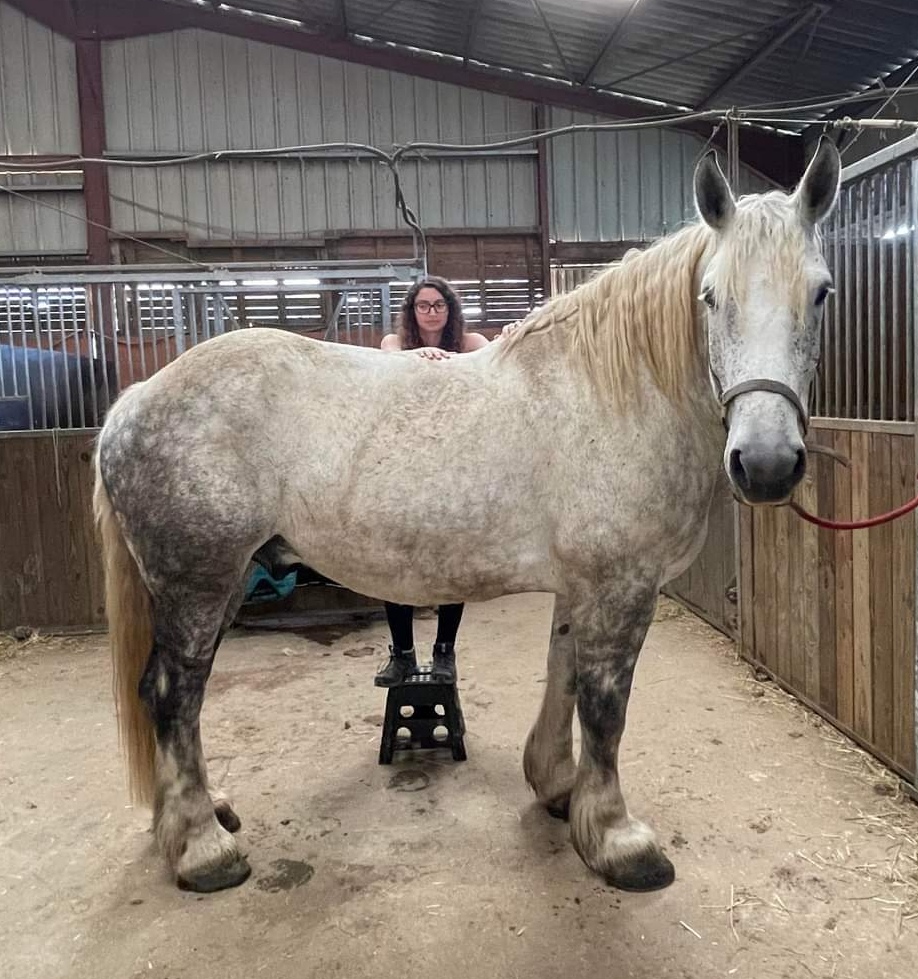 Séance de Shiatsu sur un jeune percheron. Il n'est jamais trop tôt pour commencer.